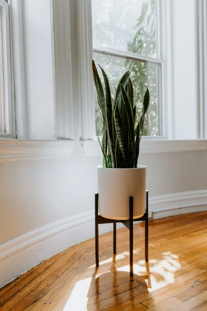 Plant Stands