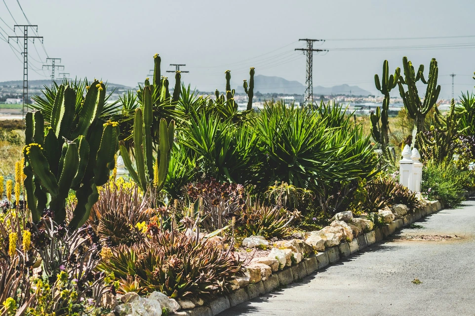 Outdoor Plants